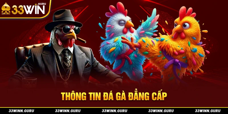 Thông tin đá gà đẳng cấp